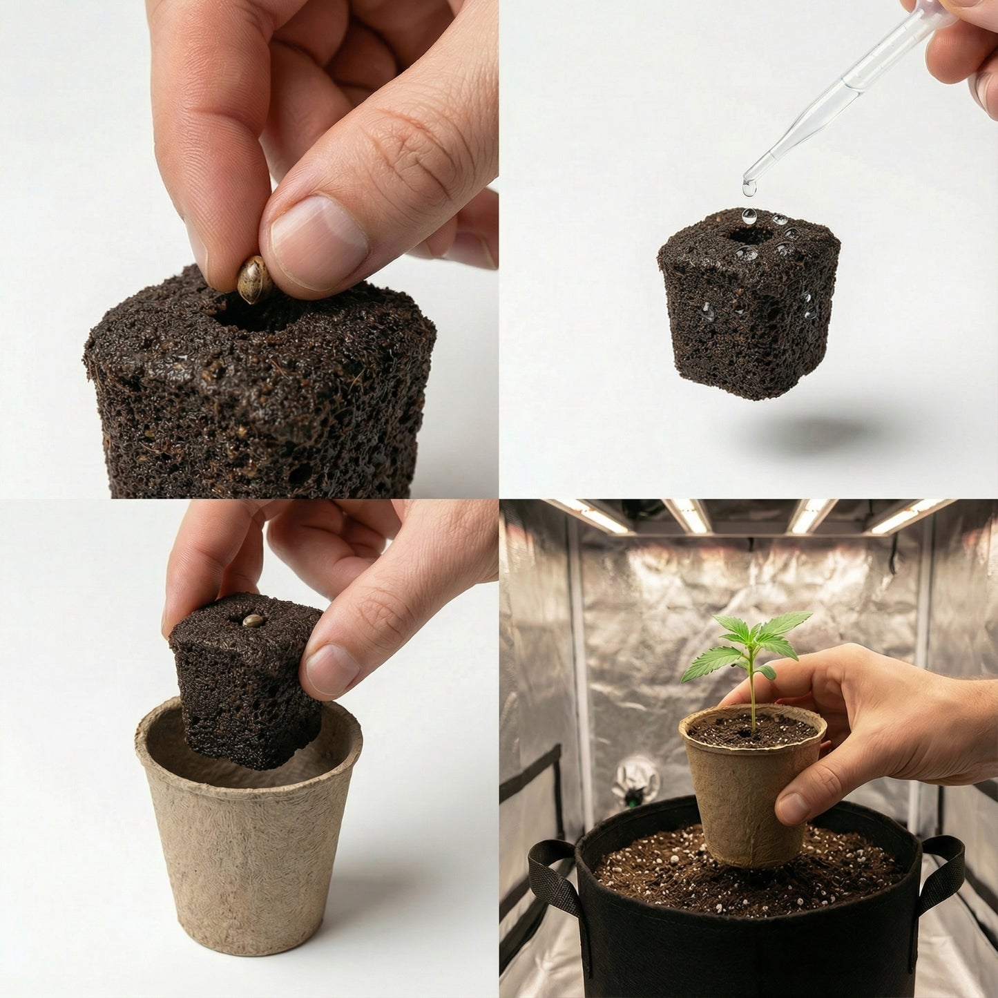 Anzuchtkit Hanf inkl. 3 Samen