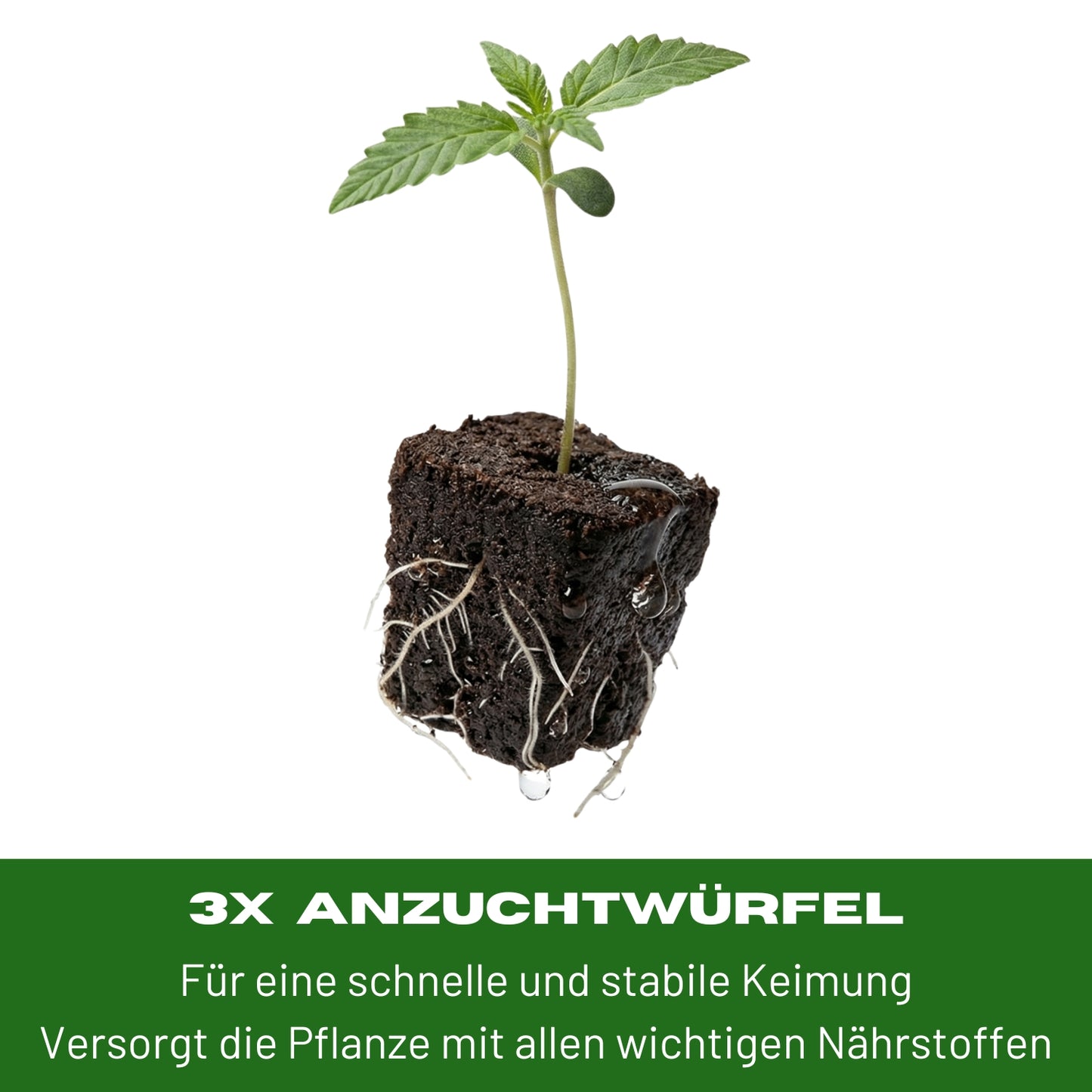 Anzuchtkit Hanf inkl. 3 Samen