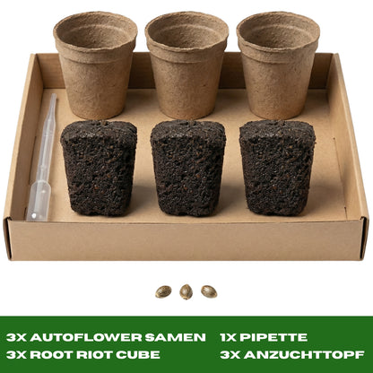 Anzuchtkit Hanf inkl. 3 Samen