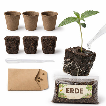 Anzuchtkit Hanf inkl. 3 Samen